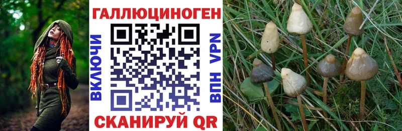 Галлюциногенные грибы Psilocybe  купить наркотики цена  Вязники 